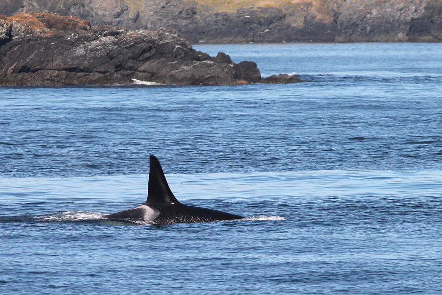 105-year-old orca killer whale spotted off coast of Washington