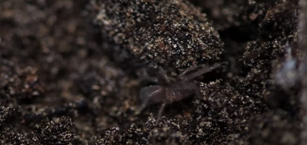 Super rare tarantulas swarm zoo [VIDEO]